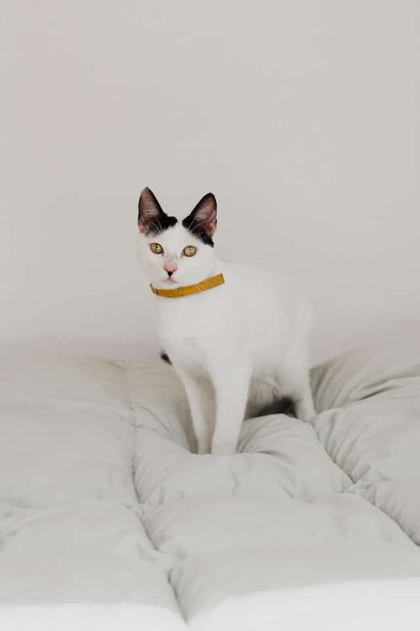 Come creare una zona di riposo sicura per un gatto che ama dormire in altezza?